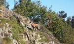 chamois 1