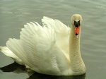 cygne