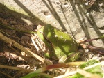 grenouille