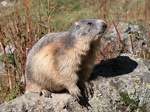 marmotte