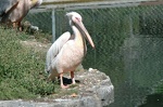 pelican