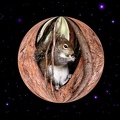 planet squirrel wall2