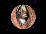 planet squirrel wall2