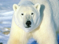 polar bear stride 1024