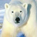 polar bear stride 1024