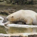 sleeping polar bear 1024