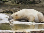 sleeping polar bear 1024