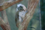 tamarin