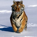 tiger 1024x768