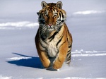 tiger 1024x768