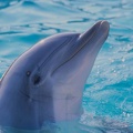 1024  Dolphin