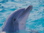 1024  Dolphin