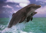 Bottlenose Dolphins Leaping