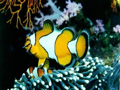 Clownfish in coral reef 1024