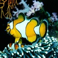 Clownfish in coral reef 1024