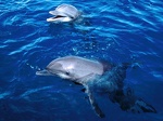 Frolicking Dolphins Honduras