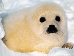 baby seal 1024