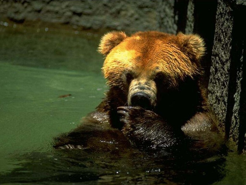 bear_swim_1024.jpg