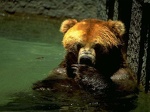 bear swim 1024