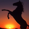 cheval coucher de soleil