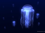 jellies1