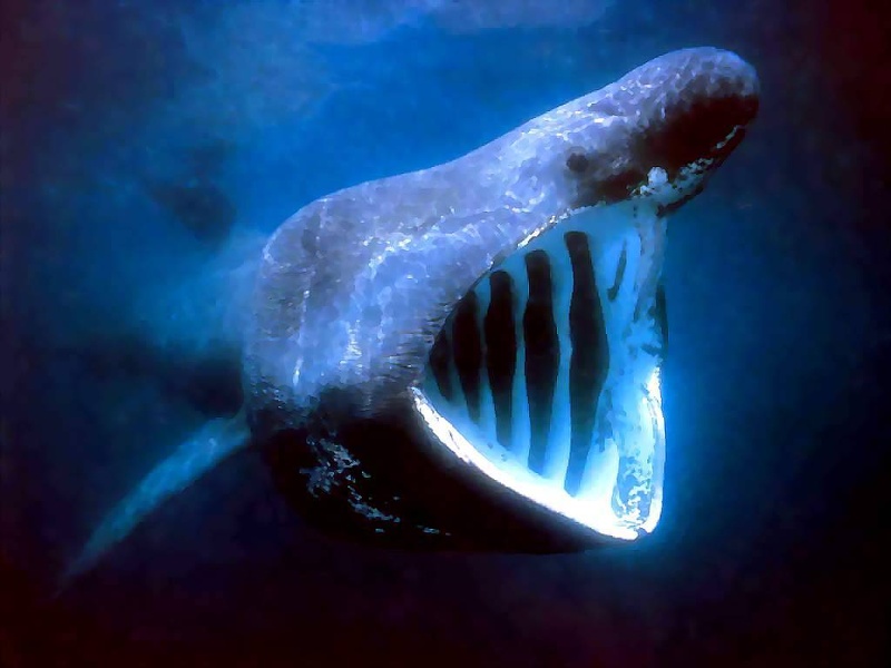 magnificent_moments_csg025_basking_shark.jpg