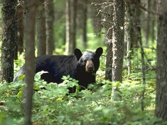 spotted a black bear 1024