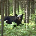 spotted a black bear 1024