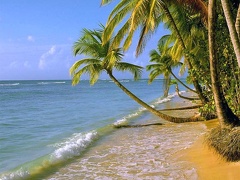 Palm beach 1024