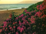 Paysage   Plage a fleurs violettes