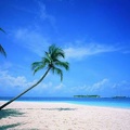 paysage  plage palmier