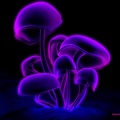 PurpleMushrooms