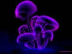 PurpleMushrooms