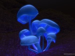 fluorescence1600