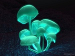 lightpurplemushroom 21