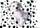 1024  102 echte dalmatiers