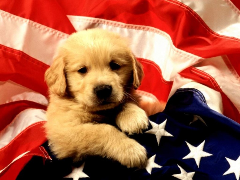 1024__American_Puppy.jpg