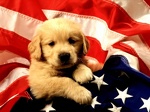 1024  American Puppy