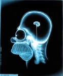 Simpsons  Homers Brain