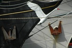 Brest 2004 voilier mer 49