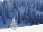 Alberi innevati