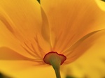 Petali dorati