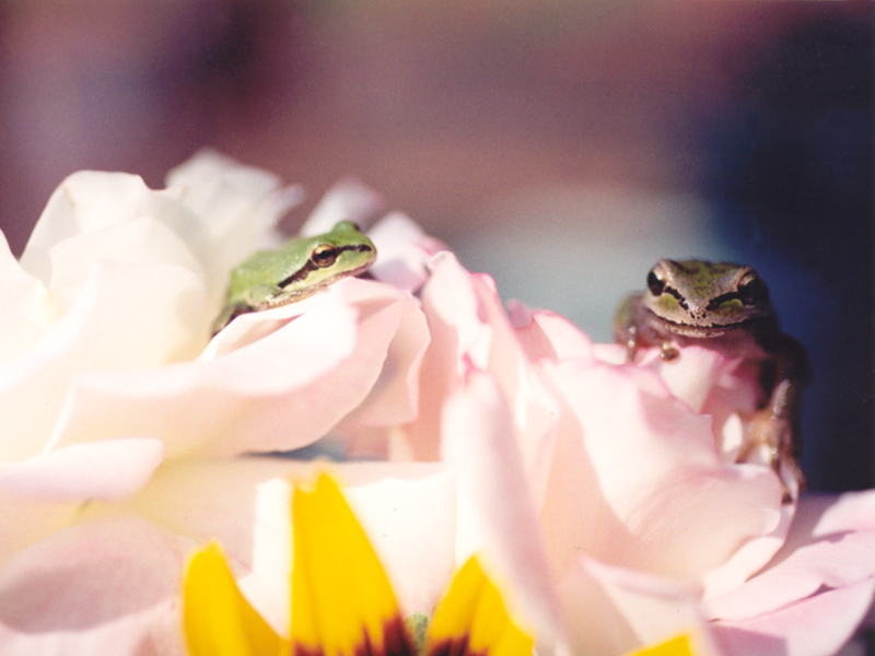 Frogs20.jpg