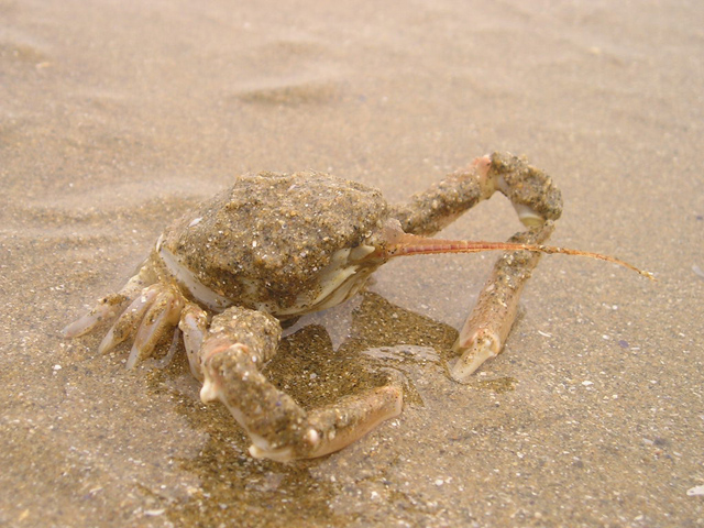 crabe.jpg