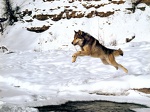JLMwolf 04
