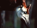 Okapi Male