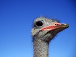 Ostrich Africa