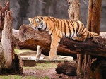 Resting