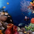 Underwater wallpaper
