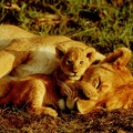 Wallpaper   animaux11